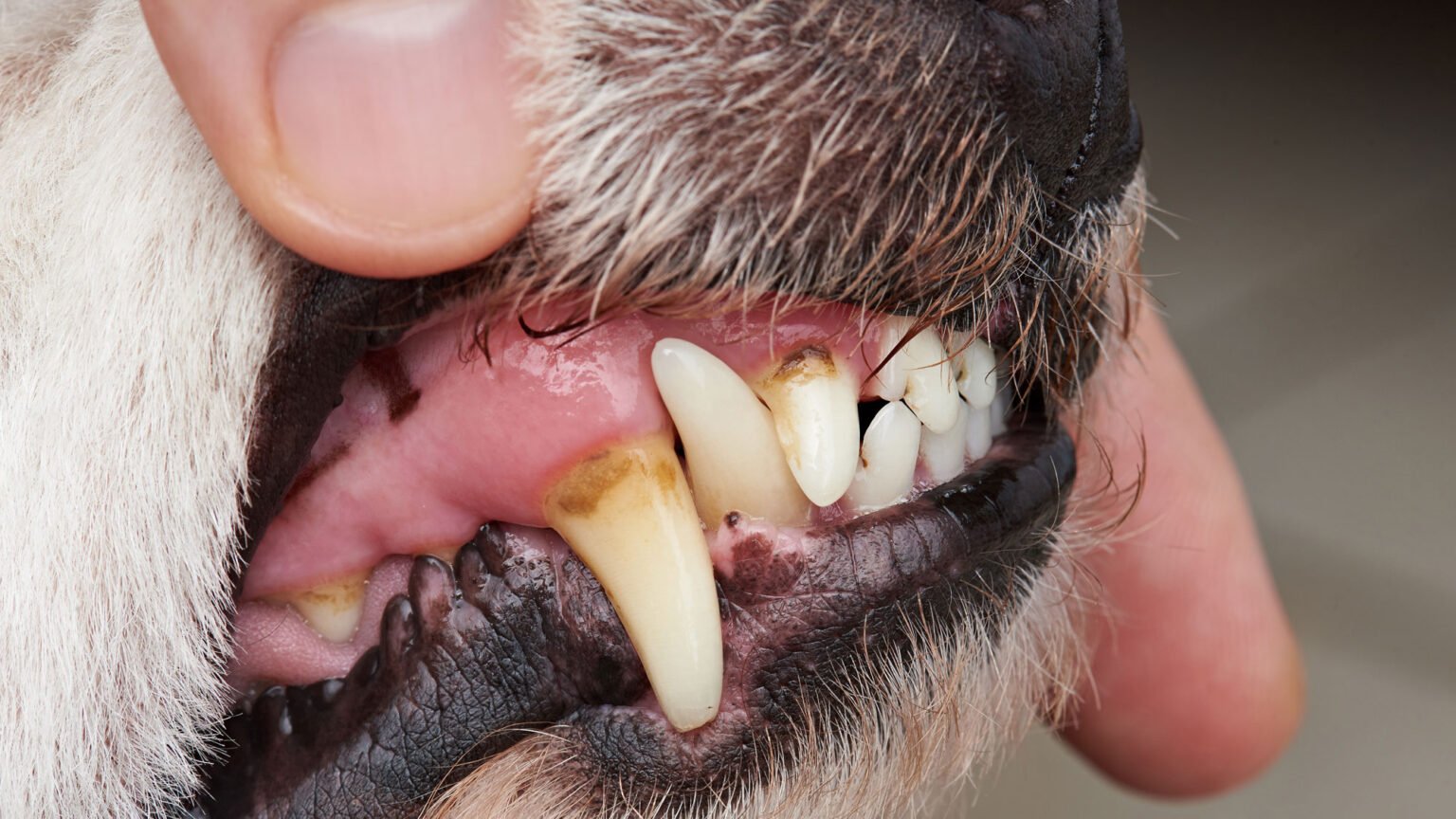 Why Does My Dog Need Anesthesia For Dental Work? Citrus Heights Pet Hospital