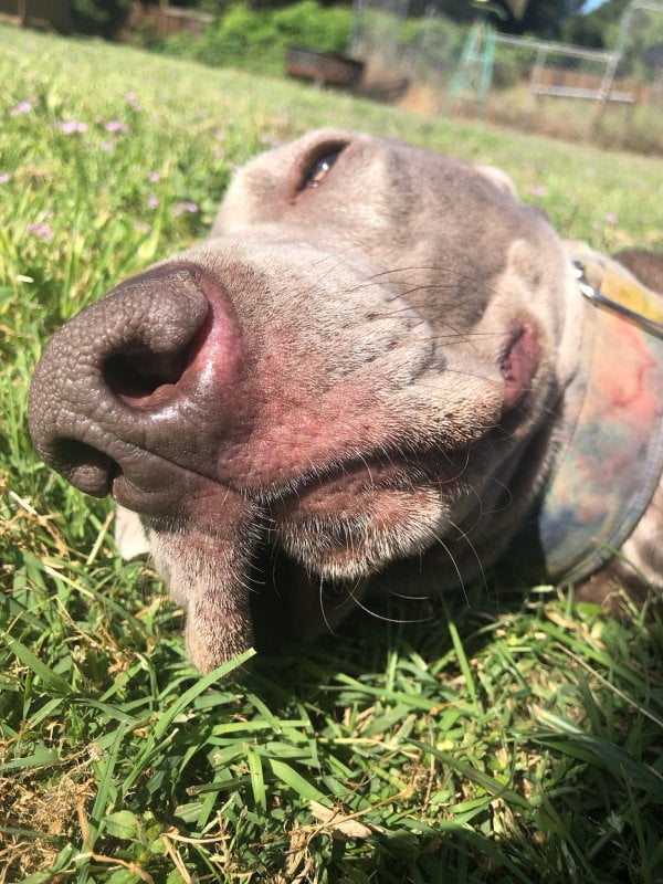 A dog resting contently on the grass, enjoying the outdoors - Veterinarian Citrus Heights A dog resting contently on the grass, enjoying the outdoors - Veterinarian Citrus Heights