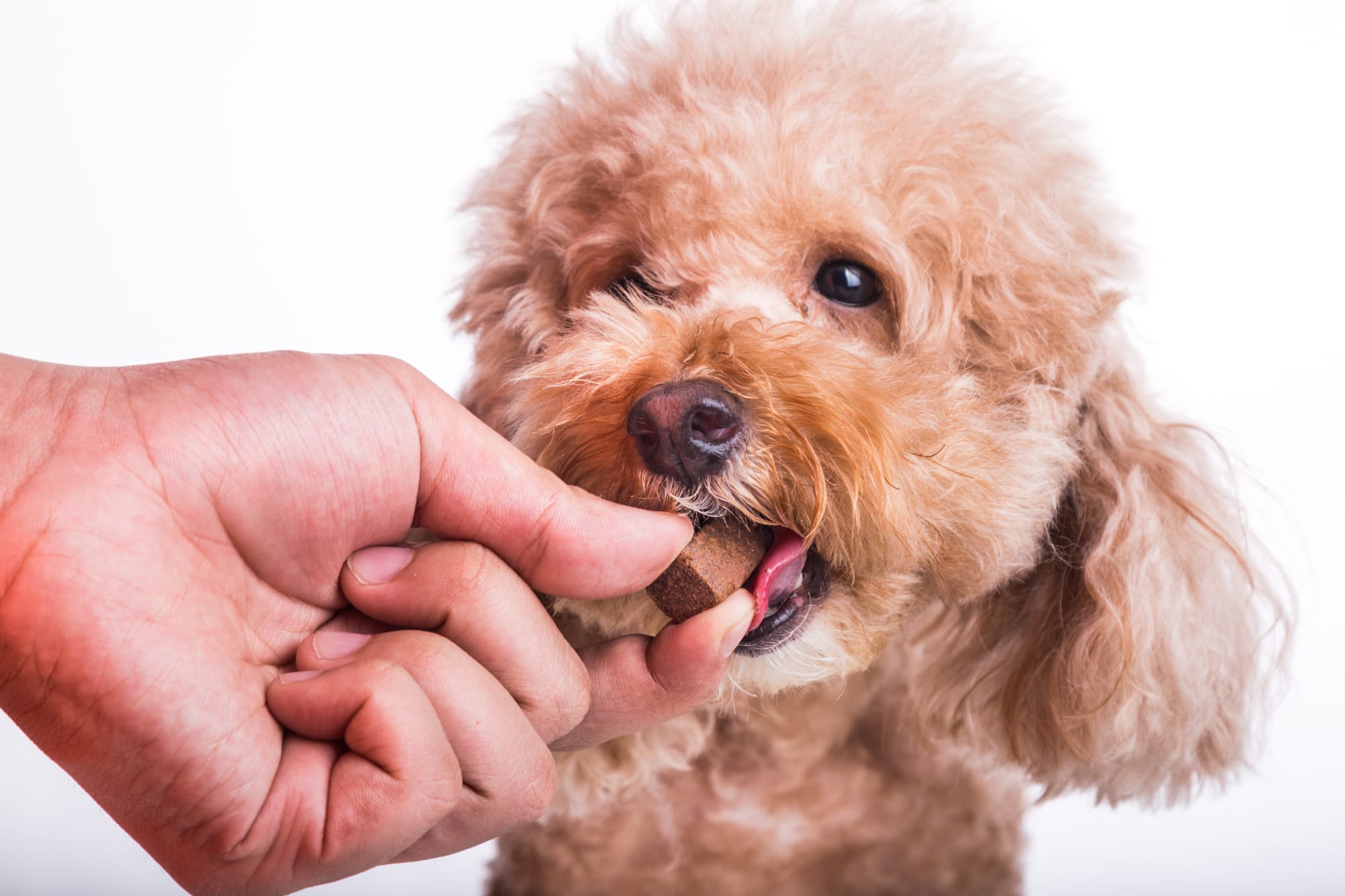Heartworm Prevention for Dogs: A Comprehensive Guide