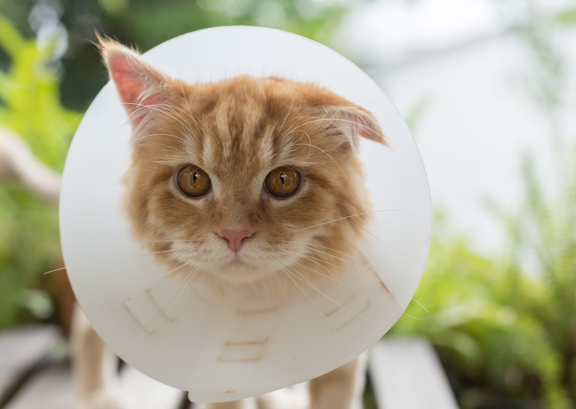 Having Your Cat Neutered 