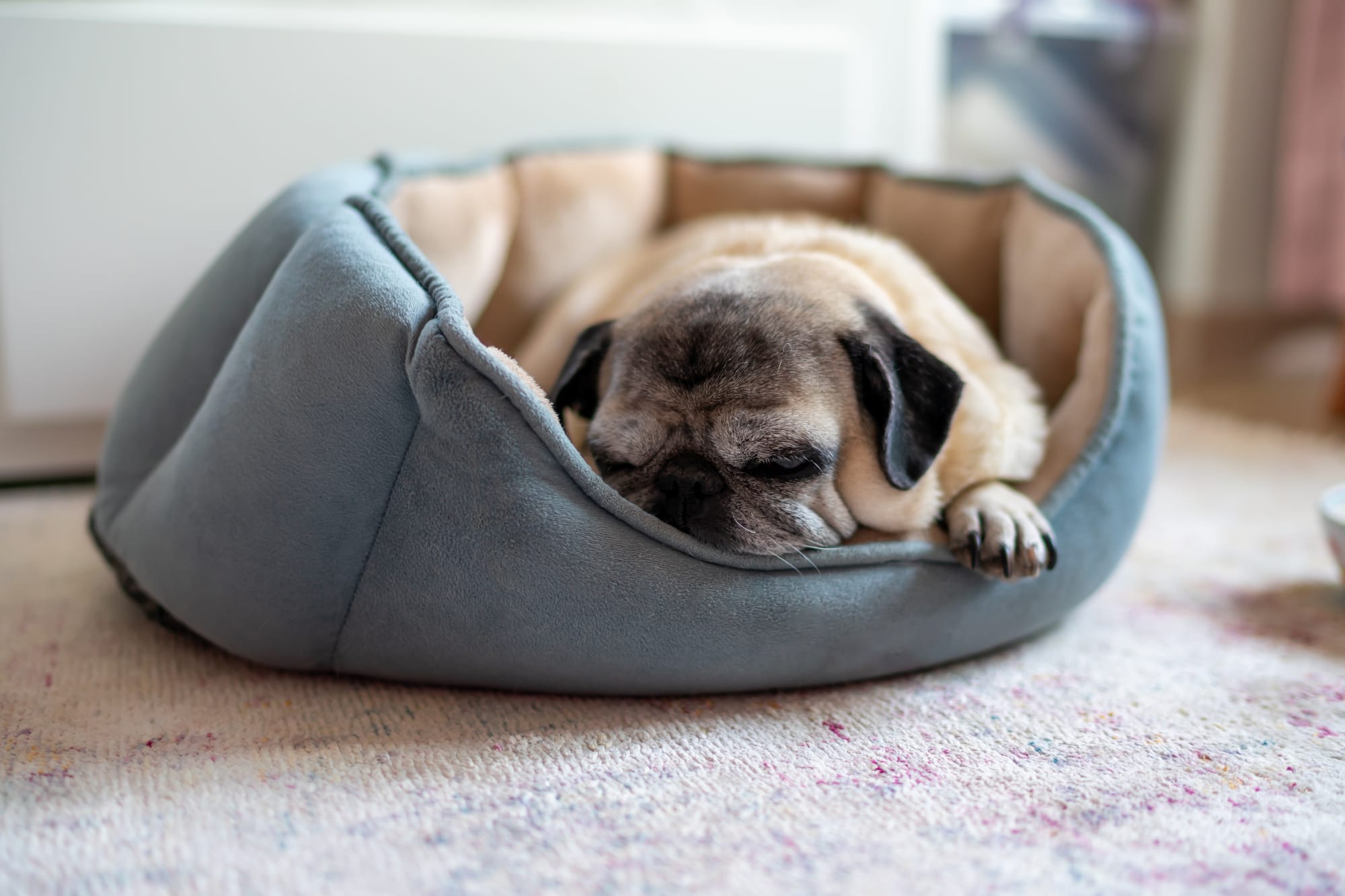 How Long Should Dogs Rest After Dog CCL Surgery?